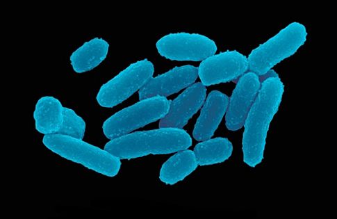 Made in China ο «Μαύρος Θάνατος» που σάρωσε τη μεσαιωνική Ευρώπη