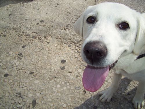 Η θεραπεία με τη βοήθεια των ζώων κερδίζει έδαφος στην Ελλάδα