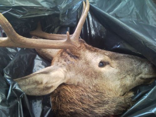 Κομμένο κεφάλι ελαφιού βρέθηκε σε δασική έκταση στην Πάρνηθα