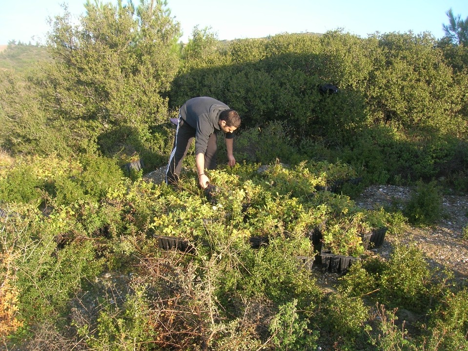 Ο ΑΡΚΤΟΥΡΟΣ : Φέρνουμε τη ζωή στο Σέιχ Σου