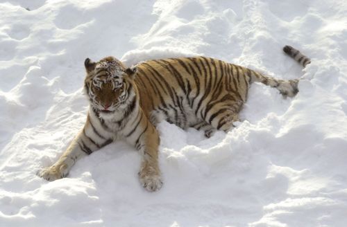 Συμφωνία 13 χωρών σε ιστορική σύνοδο κορυφής για τις τίγρεις