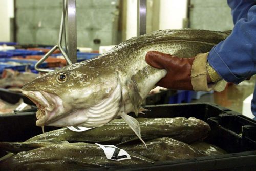 Μείωση στην αλιεία μπακαλιάρου ζητά η Κομισιόν καθώς τα αποθέματα εξαντλούνται