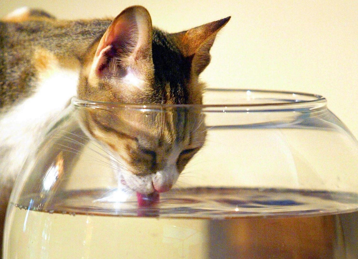 Γάτες και σκύλοι πίνουν νερό με διαφορετικές τεχνικές