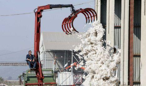 Η μεγάλη άνοδος των διεθνών τιμών του βαμβακιού δεν άγγιξε τους Έλληνες παραγωγούς