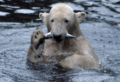Η κλιματική αλλαγή φέρνει την πολική αρκούδα σε σύγκρουση με την καφέ