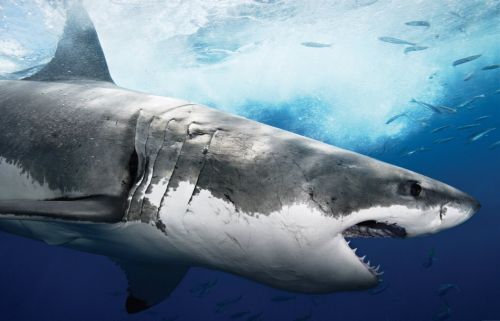 Μετανάστες από Αυστραλία οι λευκοί καρχαρίες της Μεσογείου