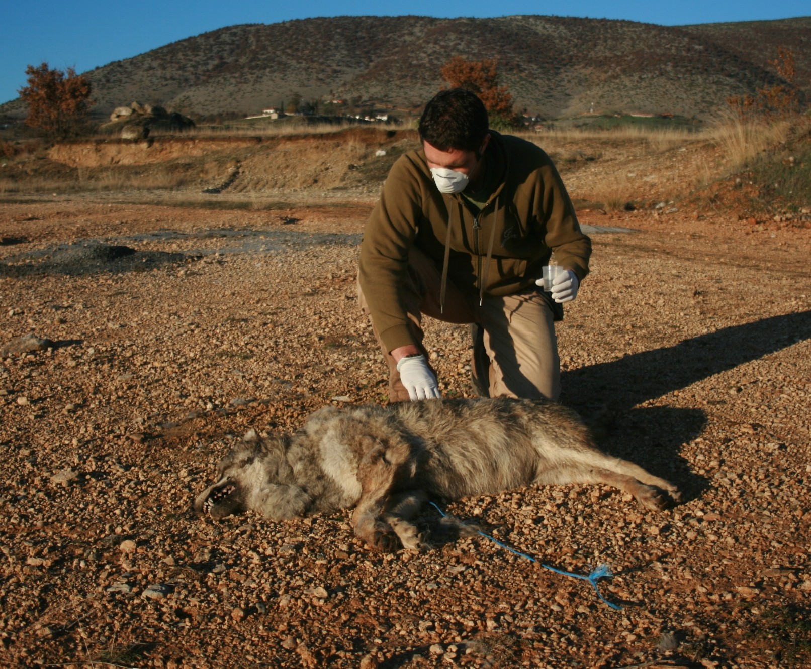 Θηλυκή λύκαινα σκοτώθηκε από λαθροθήρες