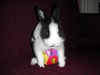 Ένα κουνελάκι συμβάλλει στη θεραπεία των παιδιών που νοσηλεύονται στο Ογκολογικό τμήμα του Νοσοκομείου Παίδων Π.&Α.Κυριακού