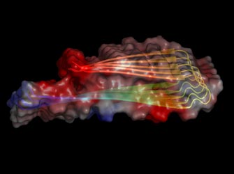Νέες θεραπευτικές προοπτικές για τη νόσο Αλτσχάιμερ, από στοιχεία για τον ρόλο του β-αμυλοειδούς
