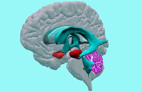 Οι αμυγδαλές του εγκεφάλου «μαρτυρούν πόσους φίλους έχουμε»