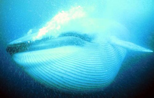 Η γαλάζια φάλαινα τρώει μπουκιές ίσαμε το μπόι της