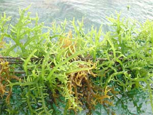 Φυτικό συστατικό παρέχει προστασία έναντι του καρκίνου του τραχήλου της μήτρας