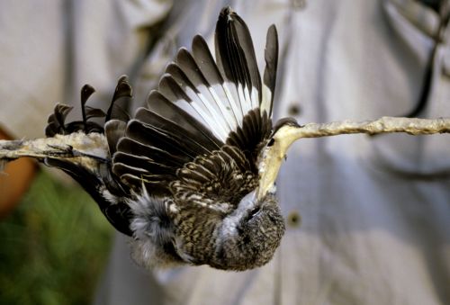 Πάνω από ένα εκατομμύριο αποδημητικά πτηνά σκοτώθηκαν και φέτος στην Κύπρο