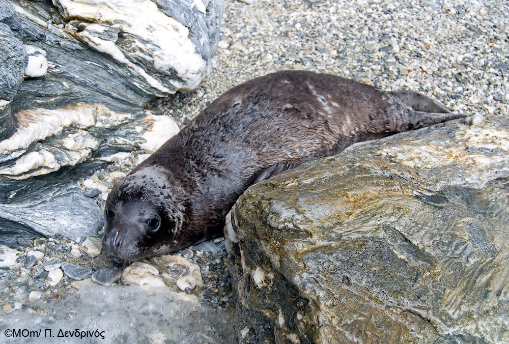 27 νέα μέλη στην οικογένεια των Monachus monachus!