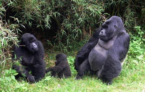 Οι ορεσίβιοι γορίλες προσπαθούν να βγουν από την ομίχλη