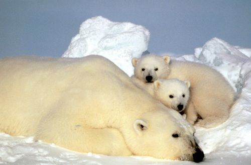 Και δυο καλές ειδήσεις για τους πάγους της Αρκτικής και τις πολικές αρκούδες