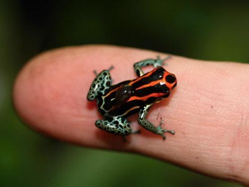 Περουβιανός Αμαζόνιος, ένας παράδεισος που απειλείται