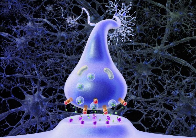 Δεκάδες ασθένειες βρέθηκαν να σχετίζονται με τις συνάψεις του εγκεφάλου