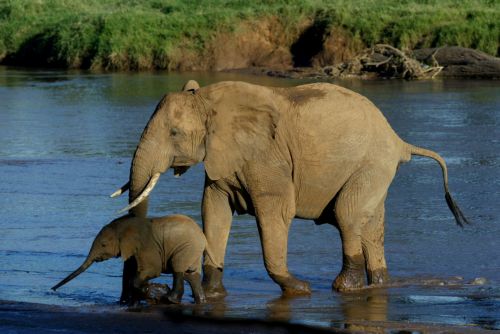 Οι αφρικανικοί ελέφαντες δεν ανήκουν όλοι στο ίδιο είδος