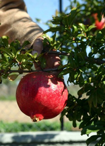 Πρωτοχρονιά, μία από τις αρχαιότερες γιορτές κόσμου