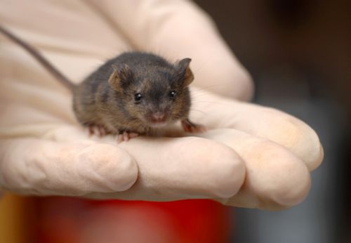 Γενετικός χειρισμός «θα επέτρεπε σε ζευγάρια ανδρών να τεκνοποιήσουν»