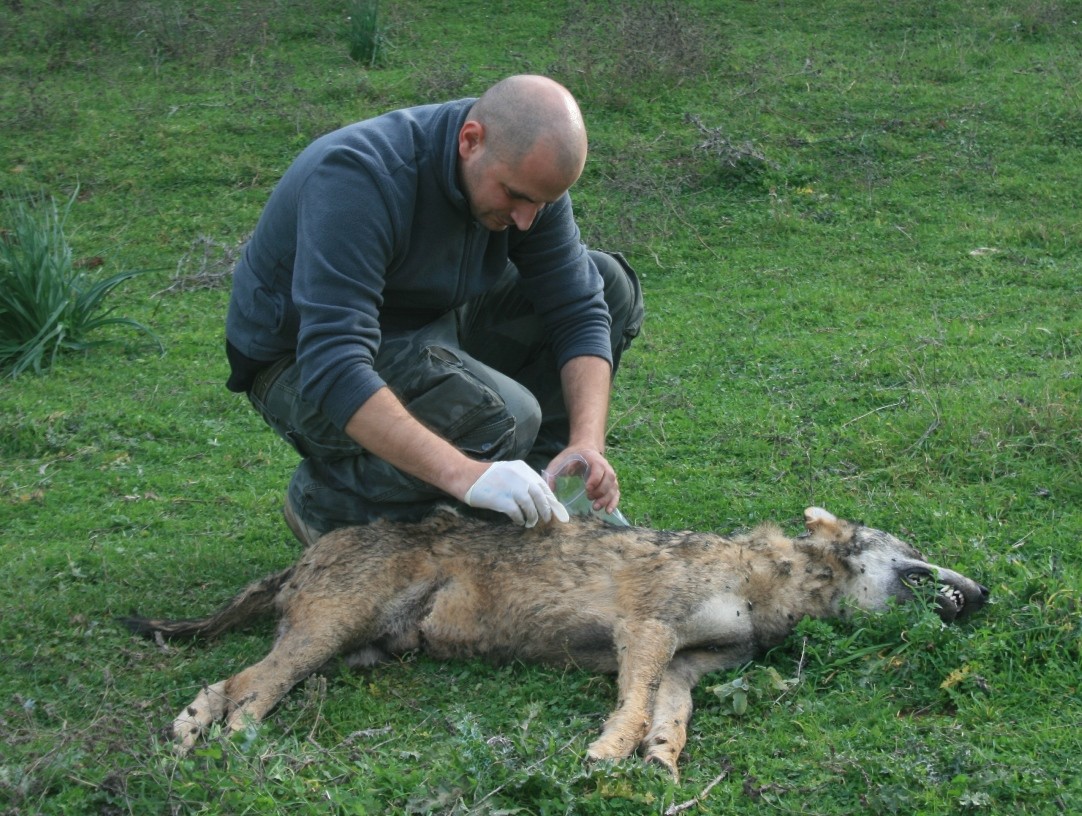 ΑΡΚΤΟΥΡΟΣ :Δηλητηριασμένο δόλωμα σκότωσε λύκο στη Φαρκαδόνα Τρικάλων