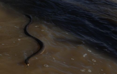 Πλήγμα στην οικονομία της Αυστραλίας από τις πλημμύρες, αντιμέτωποι με φίδια και κροκόδειλους οι κάτοικοι