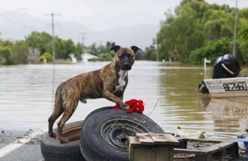 Στο έλεος των πλημμυρών άφησαν τα κατοικίδια οι Αρχές της Αυστραλίας