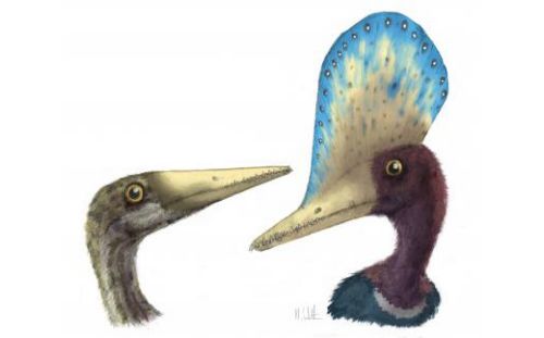 Απολιθωμένο αβγό αποκαλύπτει πώς ερωτοτροπούσαν οι πτεροδάκτυλοι