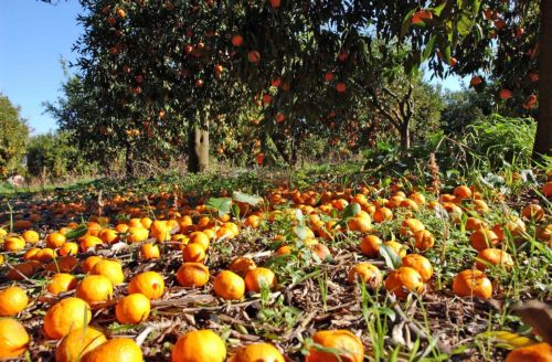 Τρεις κατηγορίες αγροτικών συνεταιρισμών προβλέπει ο «αγροτικός Καλλικράτης»