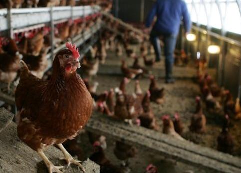 Έφτασαν και στη Δανία οι μολυσμένες με διοξίνη ζωοτροφές