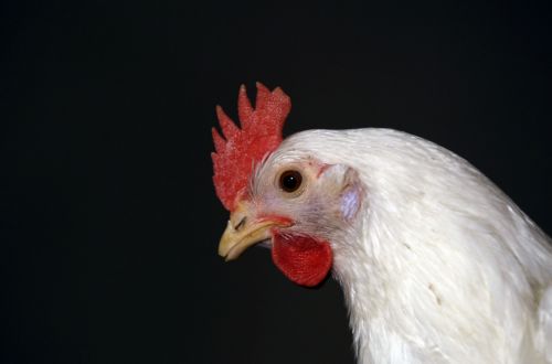Γενετικά τροποποιημένα κοτόπουλα εμποδίζουν τη μετάδοση της γρίπης των πτηνών