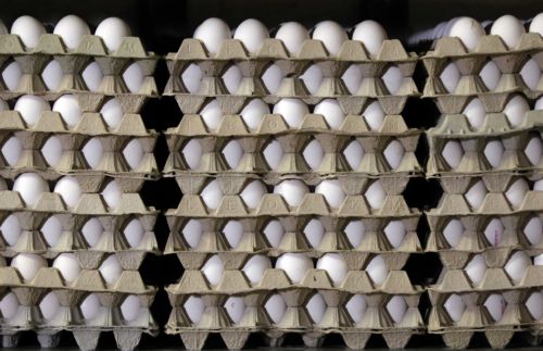 Κανένα θέμα μόλυνσης ελληνικών αυγών με διοξίνες, διαβεβαιώνουν οι παραγωγοί