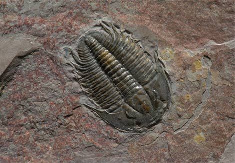 Νέα θεωρία για το «μεγάλο θανατικό» στο τέλος της Πέρμιας περιόδου