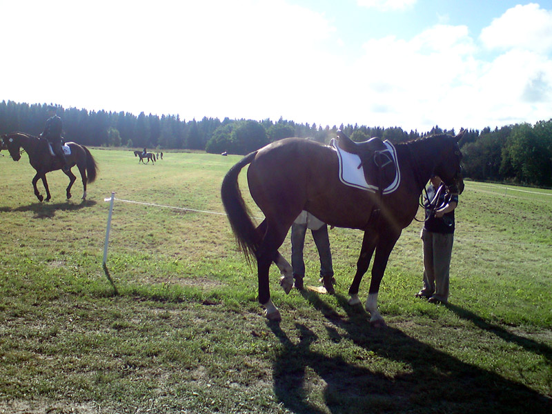 Μαθήματα Ιπποκομίας στην Αμερικανική Γεωργική Σχολή Θεσσαλονίκης