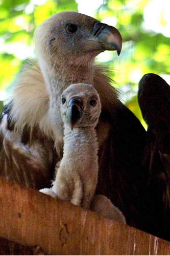 Ισραηλινό γύπα-κατάσκοπο πιστεύουν ότι κρατούν οι Αρχές της Σαουδικής Αραβίας