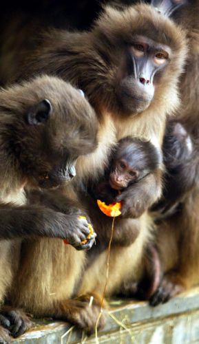 Νέα ποικιλία μανταρινιού ανακαλύφθηκε από… μπαμπουίνους