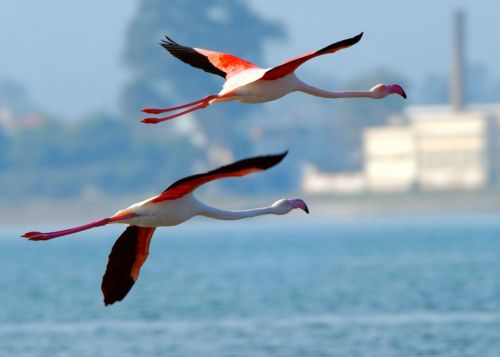 Στη Βουλή το νομοσχέδιο για την προστασία της βιοποικιλότητας