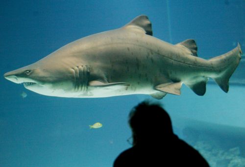 Οι καρχαρίες δεν έχουν έγχρωμη όραση, δείχνει εργαστηριακή μελέτη