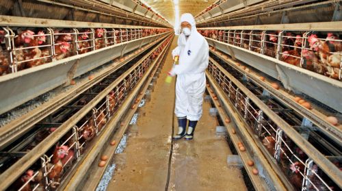 Ζωοτροφές και αυγά μολυσμένα με διοξίνη εντοπίστηκαν σε γερμανικά αγροκτήματα