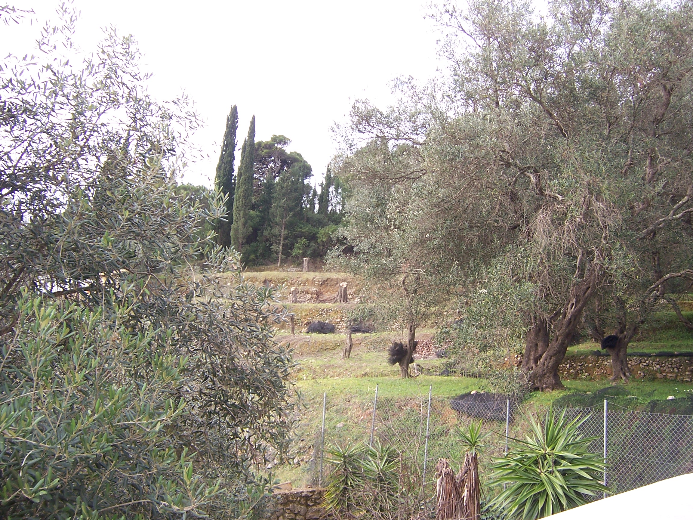 Η Καταστροφή του Κερκυραϊκού Ελαιώνα