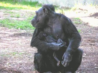 Ο θρήνος δεν είναι αποκλειστικό χαρακτηριστικό της ανθρώπινης φύσης