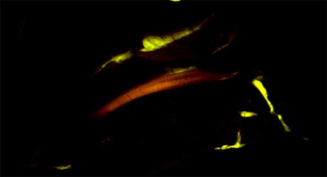 Πεπτίδιο κάνει τα νεύρα να φωσφορίζουν, μειώνοντας την πιθανότητα χειρουργικών λαθών