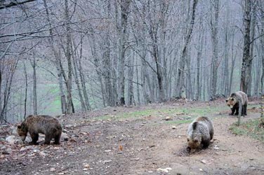 Ο μηχανισμός της χειμέριας νάρκης ίσως μπορεί να εφαρμοστεί και στον άνθρωπο