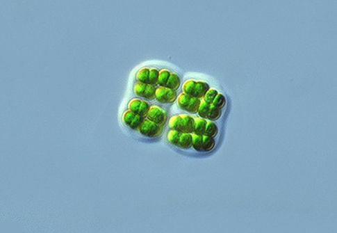 Γενετικά τροποποιημένο μικρόβιο «παράγει καύσιμα με φωτοσύνθεση»