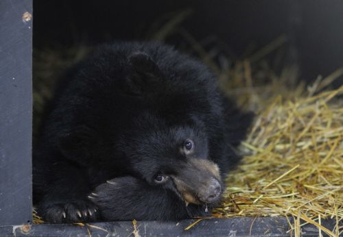 Αρκούδες σε χειμέρια νάρκη υπόσχονται βοήθεια σε ασθενείς