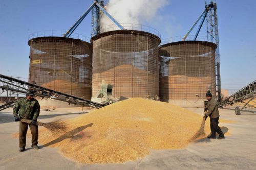 Άνοδο σε επίπεδο-ρεκόρ προβλέπουν οι αναλυτές για το καλαμπόκι το 2011