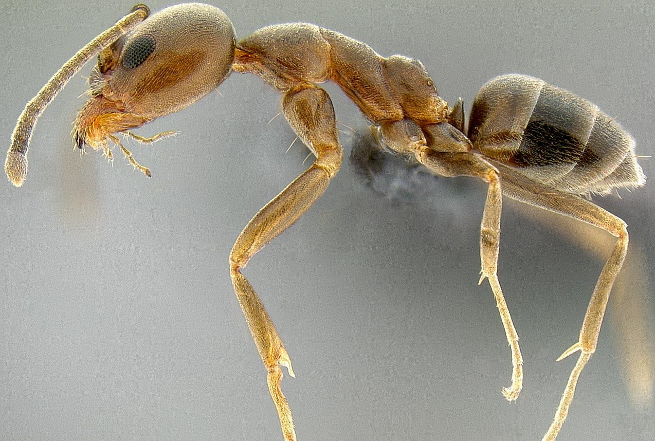 Μυρμήγκι της Αργεντινής, και στρατηγός και γευσιγνώστης