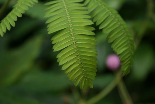 Μιμόζα «μη μου άπτου», έμπνευση για αεροπλάνα που ανοιγοκλείνουν τα φτερά