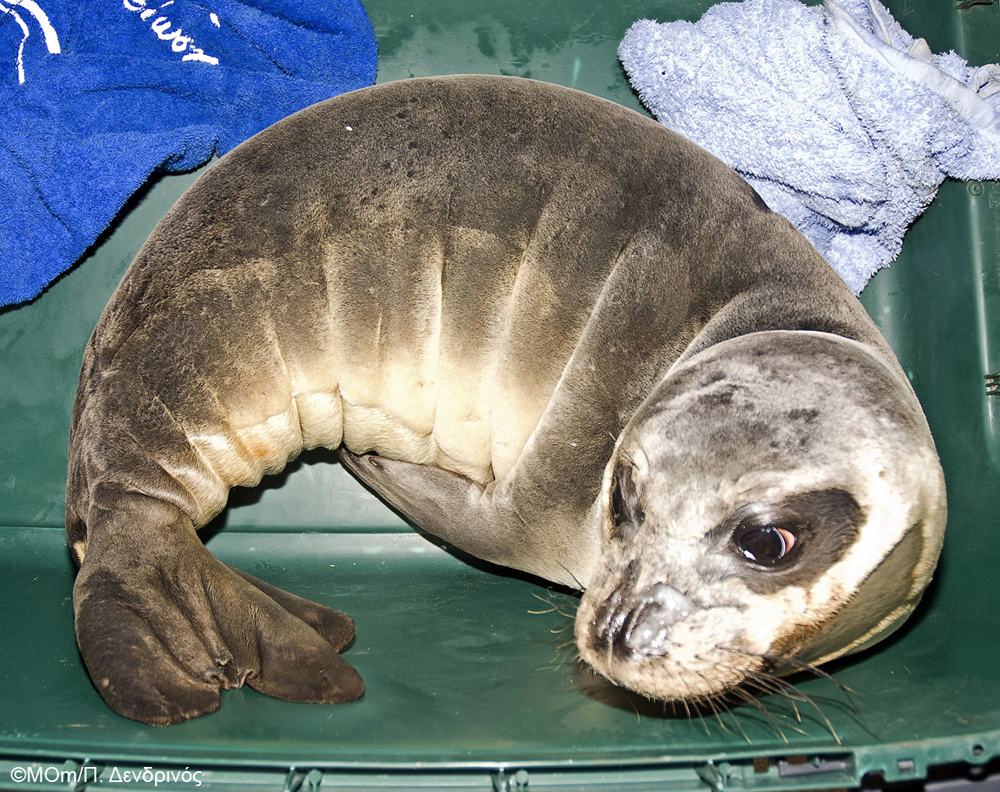 Διάσωση μεσογειακής φώκιας στα Κύθηρα.